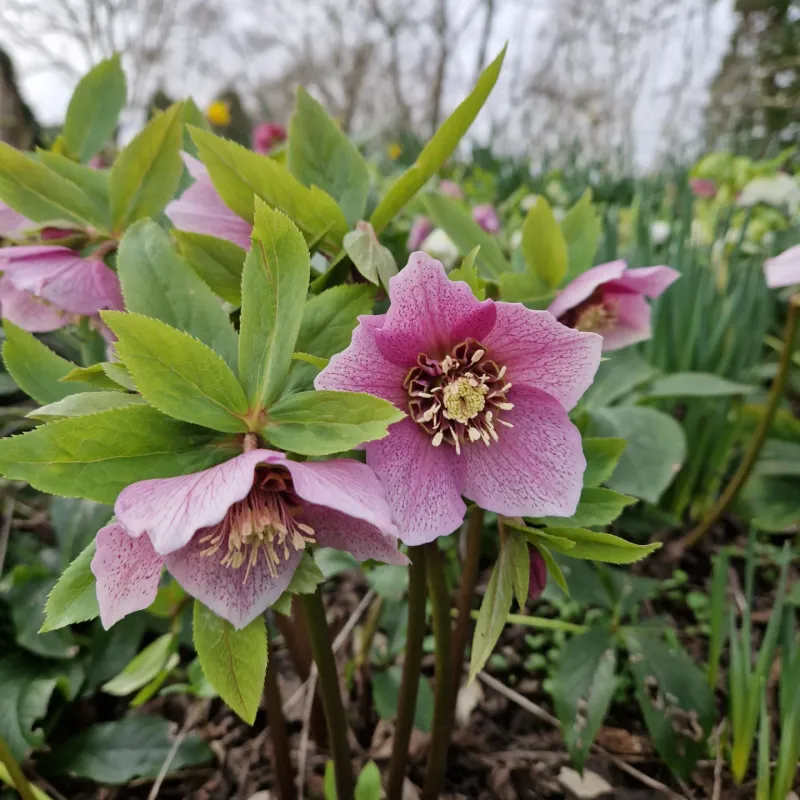 Hellebore