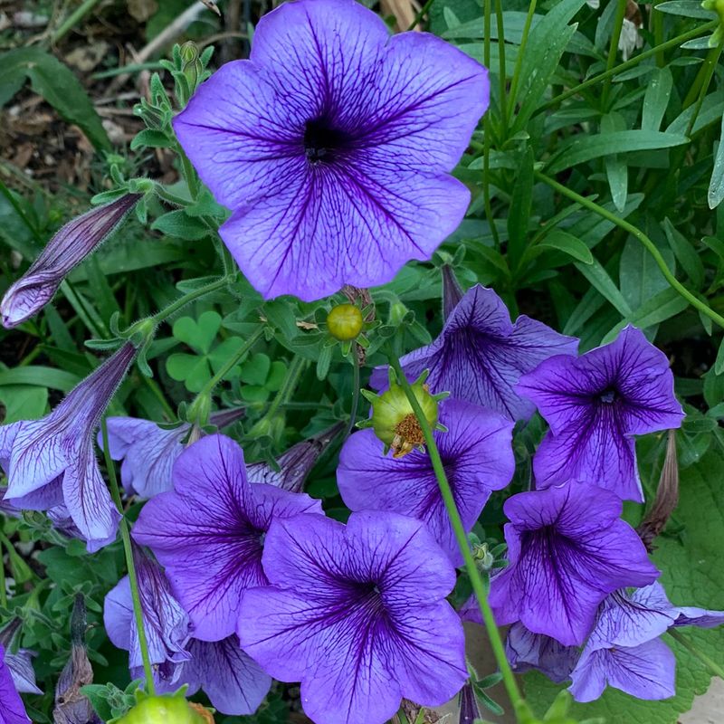Petunias