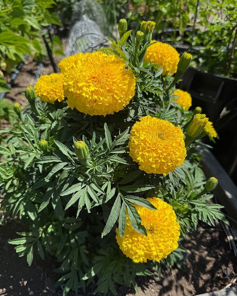 Marigolds