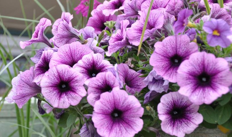 Petunias 