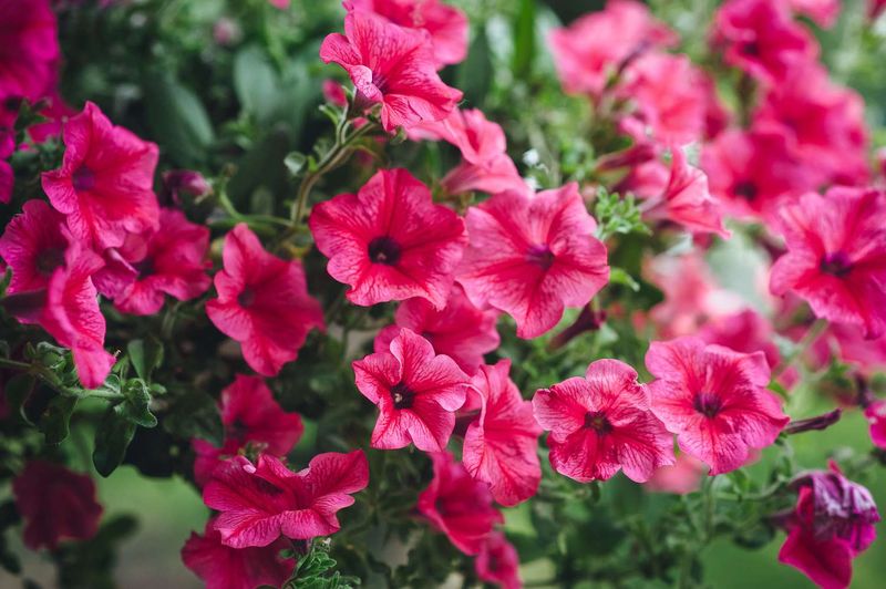 Petunias (Petunia x hybrida)