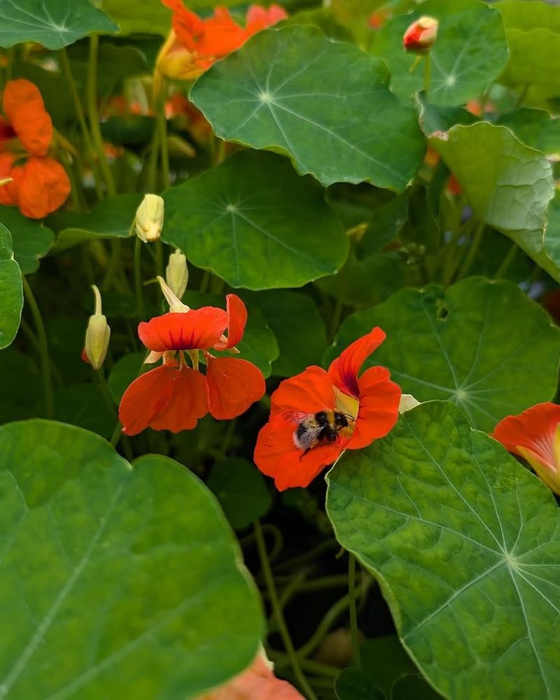 Nasturtiums Act As A Trap Crop For Aphids And Whiteflies