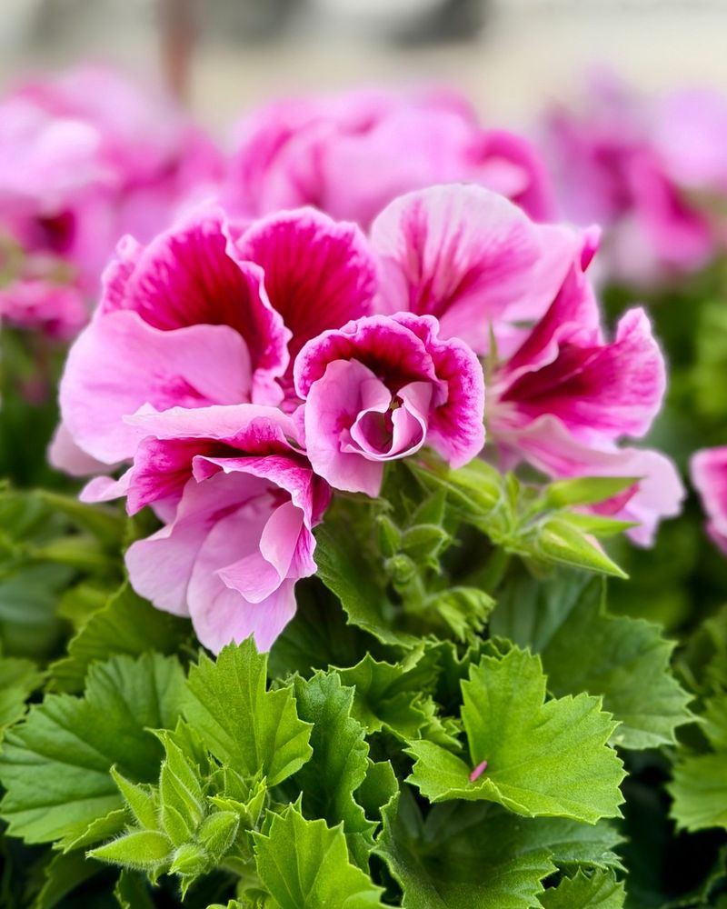 Geraniums Produce A Strong Scent Rodents Stay Away From