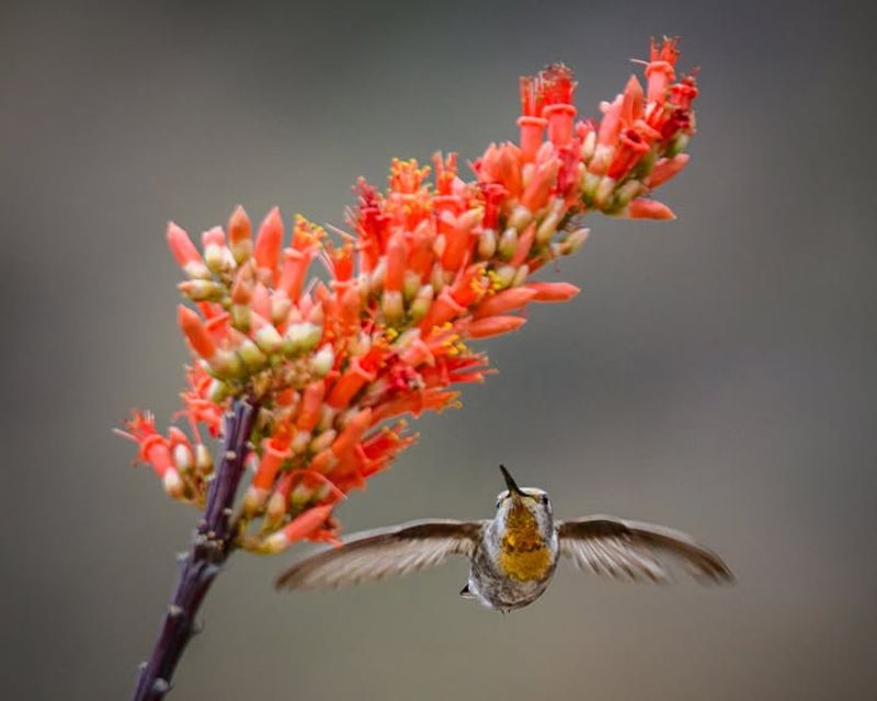 Ocotillo Adds Striking Blooms In Desert Landscapes