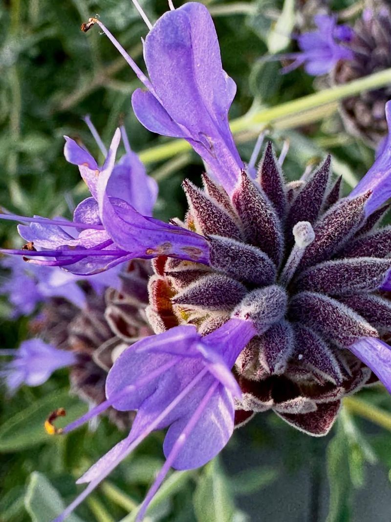 Cleveland Sage Adds Fragrance And Pollinator Appeal