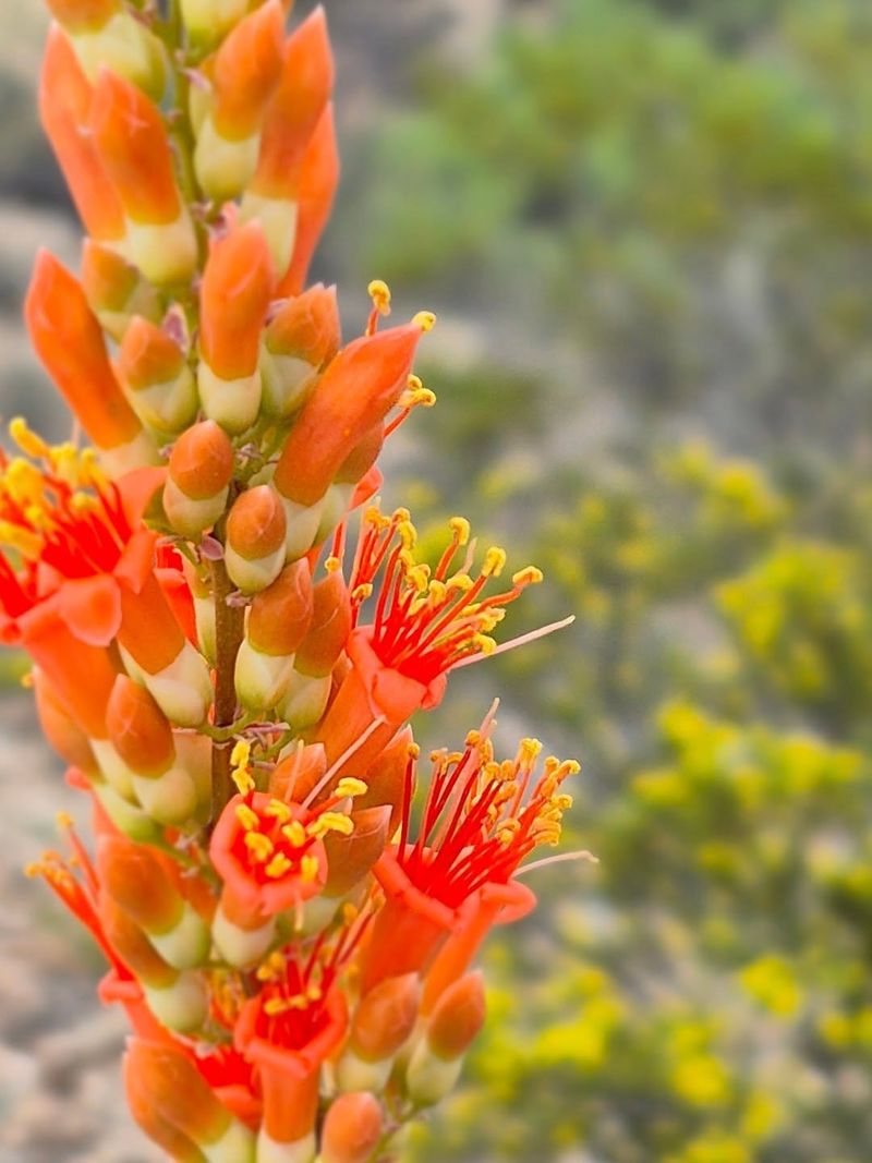 Ocotillo