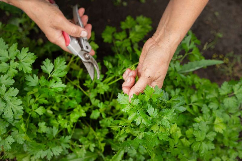 Parsley