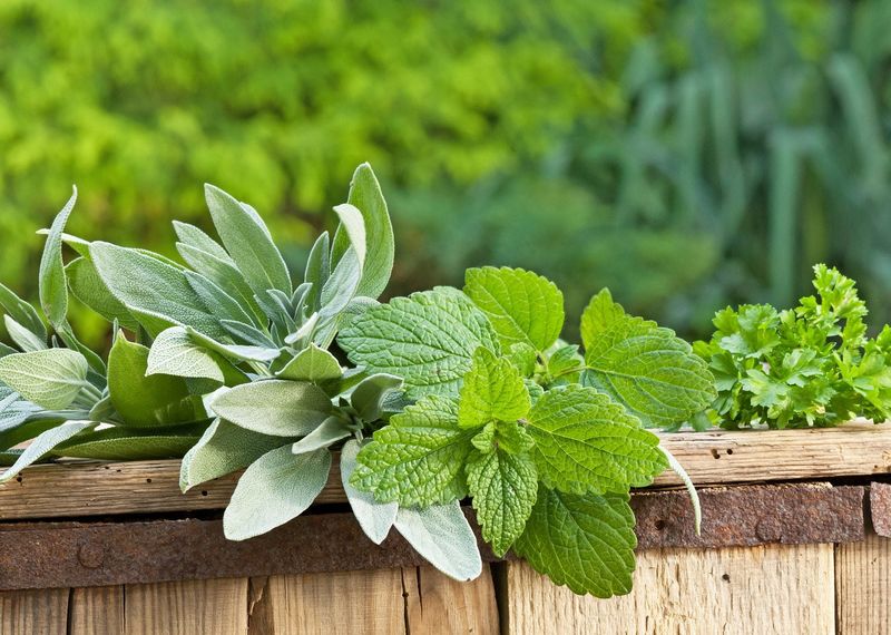 Mint And Lemon Balm Spread Easily When Grown Together In Containers