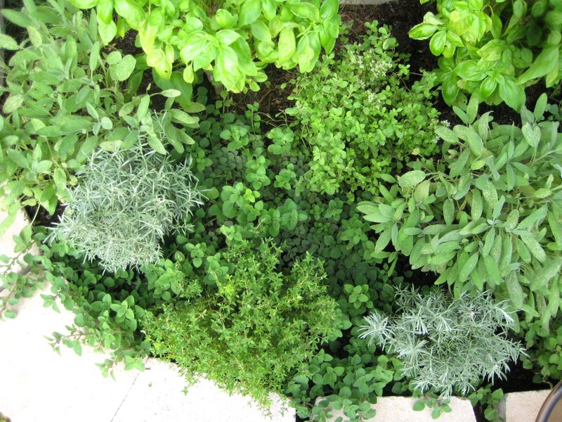 Oregano And Marjoram