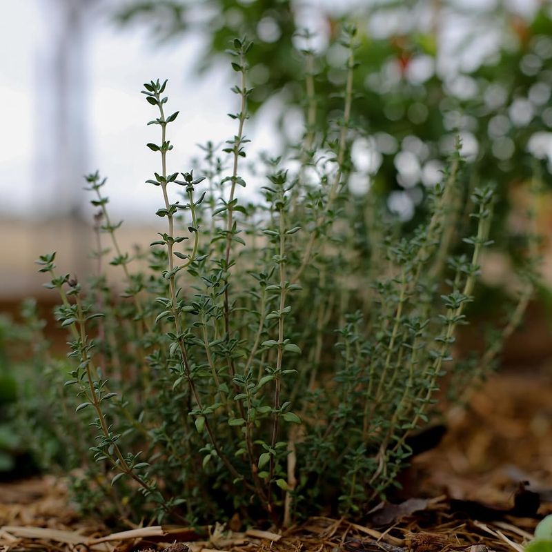 Thyme Helps Suppress Pests As A Low-Growing Herb