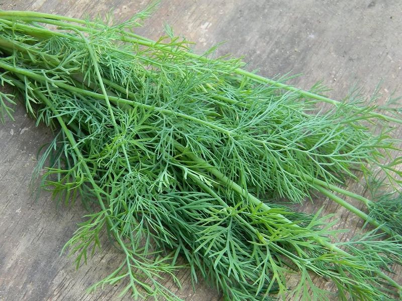 Dill For Feathery Flavor And Charm