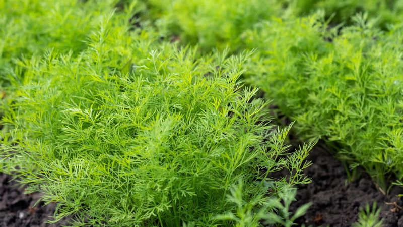 Dill Thrives When Sown Early In Northern Michigan