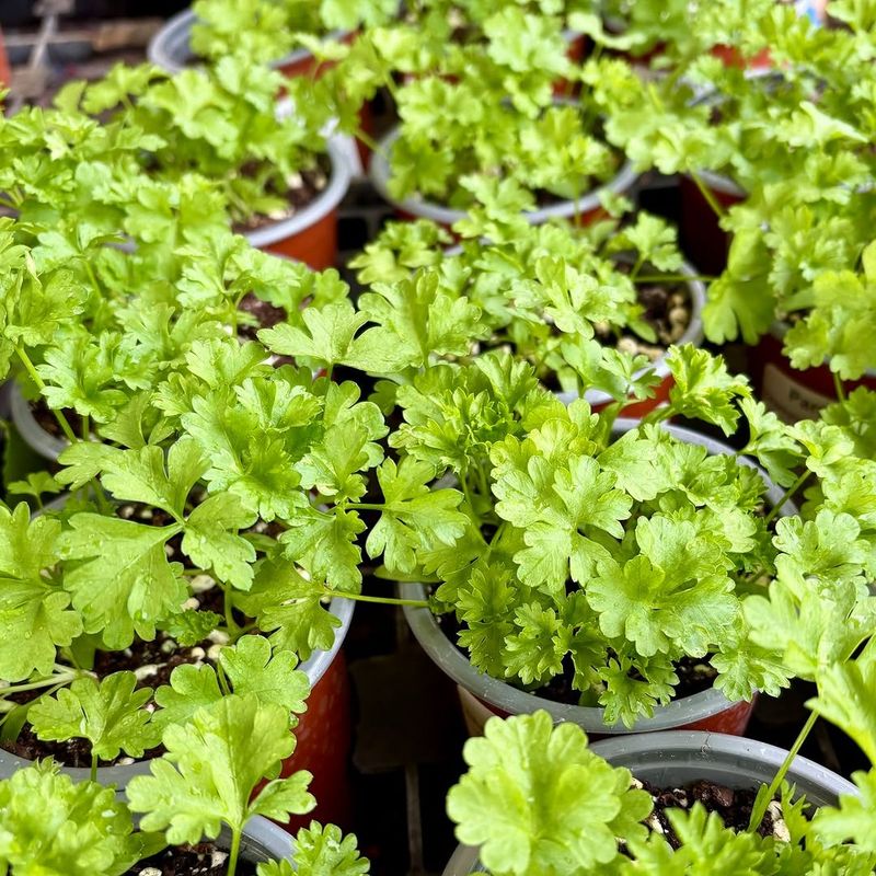 Parsley