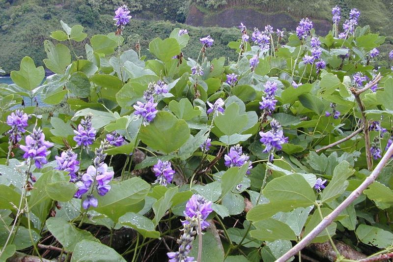 Kudzu (Pueraria Montana Var. Lobata)