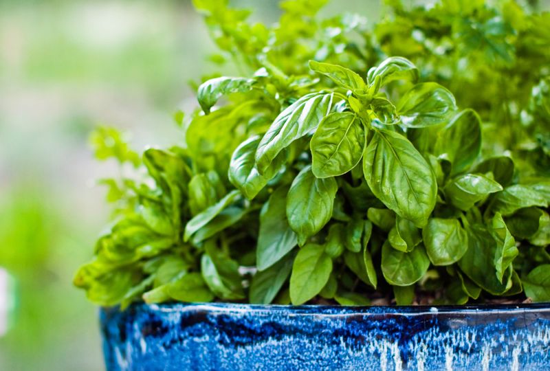Basil Releases Aroma When Brushed Near Seating Areas