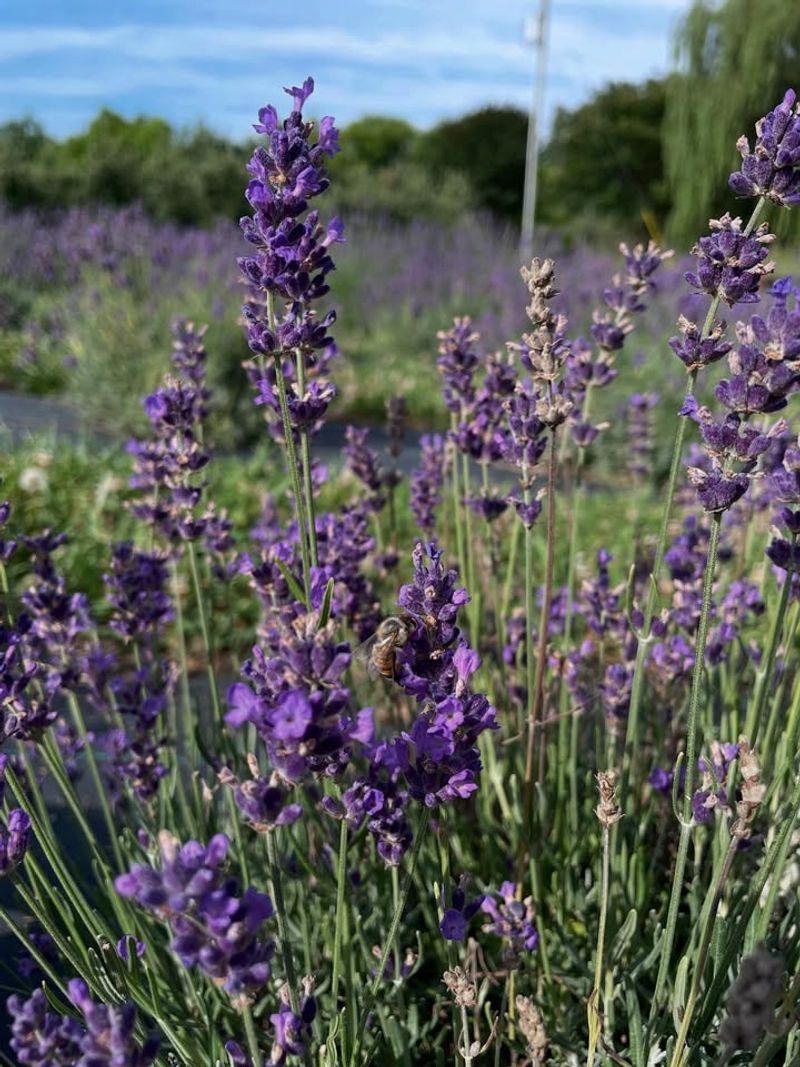Lavender Produces A Strong Scent That Disrupts Mosquito Activity