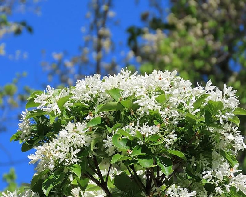 Fringetree Brings A Light Fragrance And A Graceful Look