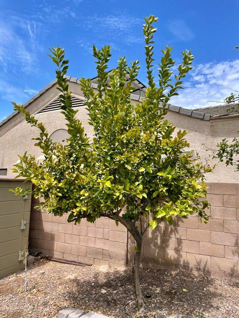 Deep Water Less Often To Strengthen Roots