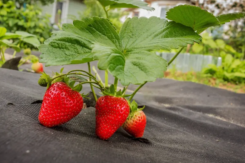 Strawberries Fade Fast Once Spring Heats Up