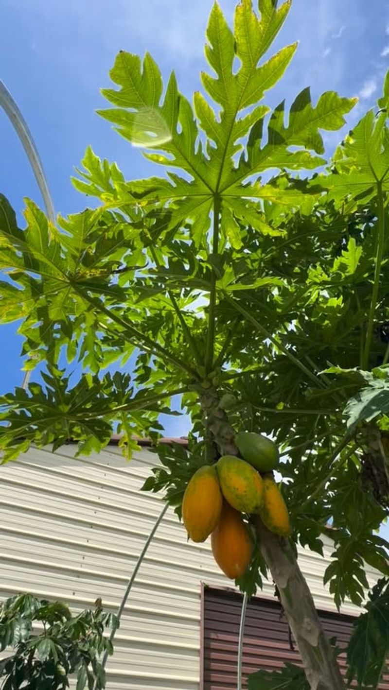 Papaya (Carica papaya)
