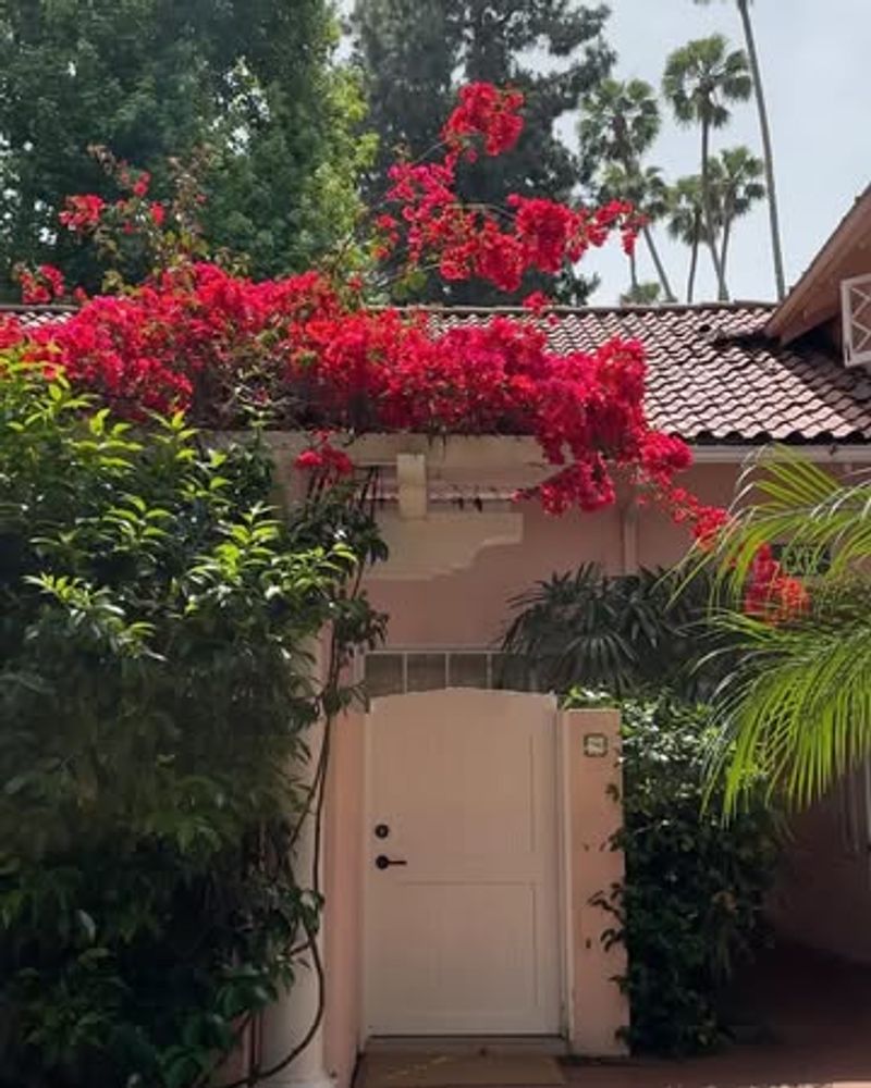 Bougainvillea