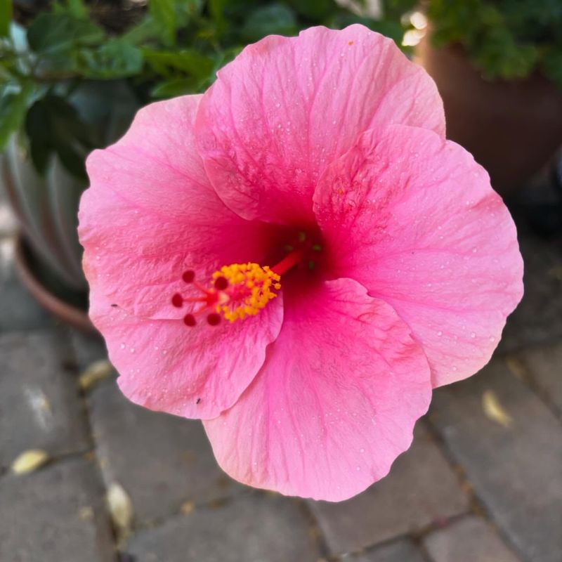 Hibiscus Produces Stronger Flowers With Early Spring Nutrients