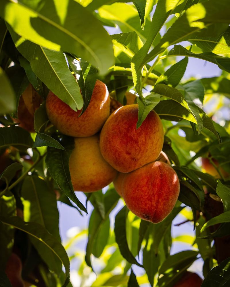 Stone Fruit Trees Prefer Slightly More Frequent Watering
