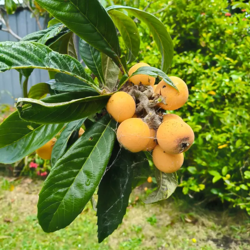 Loquat Trees Perform Best In Milder Areas