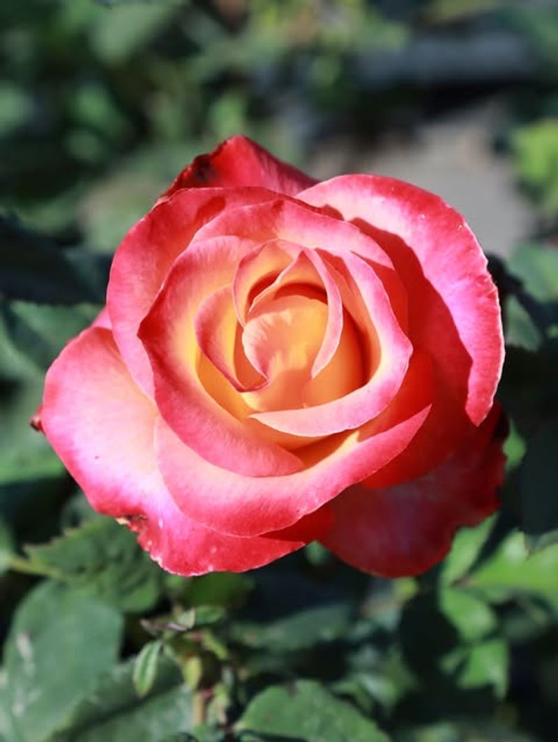 Roses Dominating Beds With Full Blooms