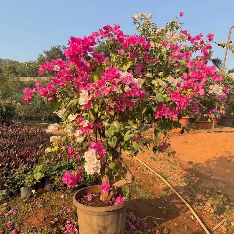 Bougainvillea Needs Less Feeding As Temperatures Rise