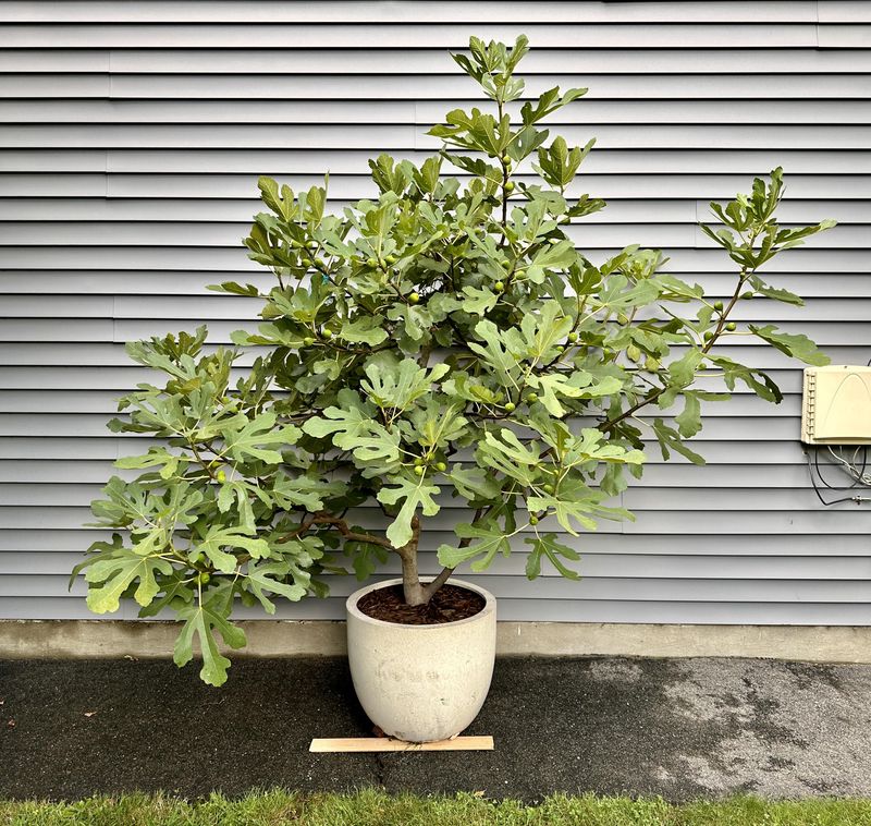 Fig Trees Handle Heat And Produce Reliably