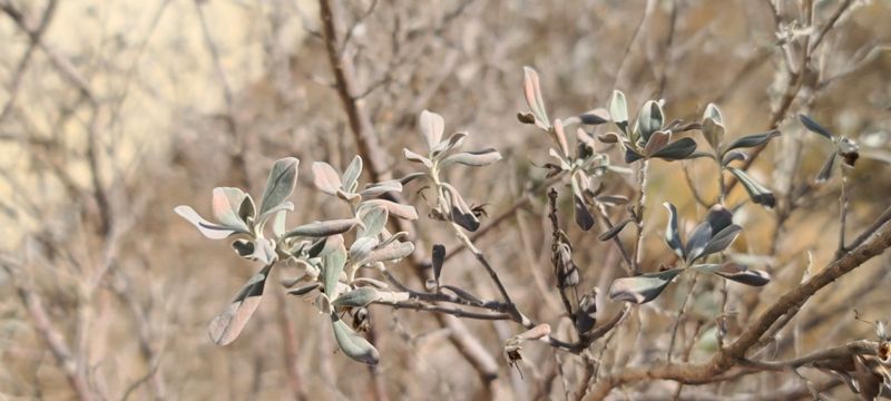 Texas Sage