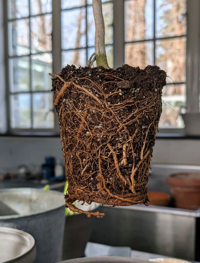 Rootbound Plants Use Up Water Faster