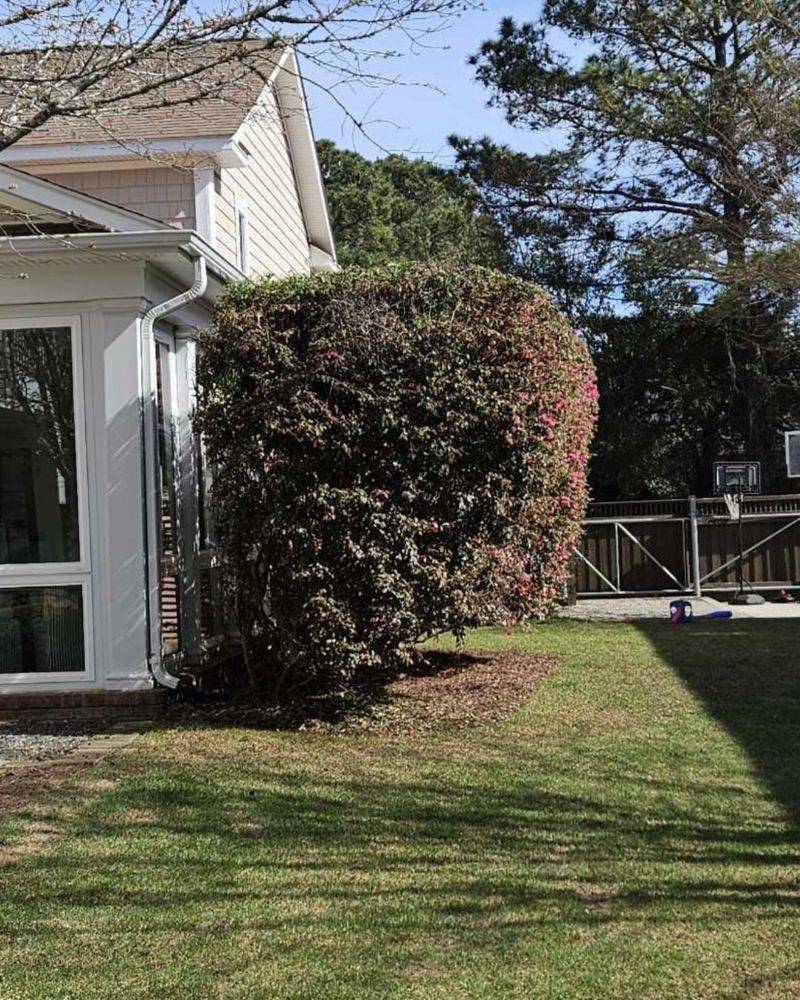 Frequent Rainfall And Long Seasons Encourage Overgrowth