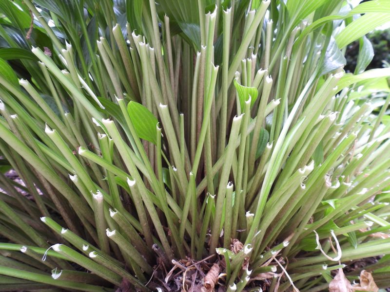 Damage Concentrated Close To The Ground