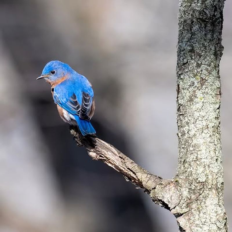 Provide Nearby Perches For Hunting
