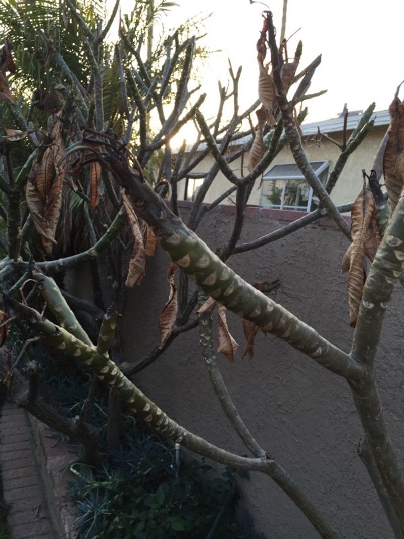 Cold Damaged Wood Should Not Be Rushed