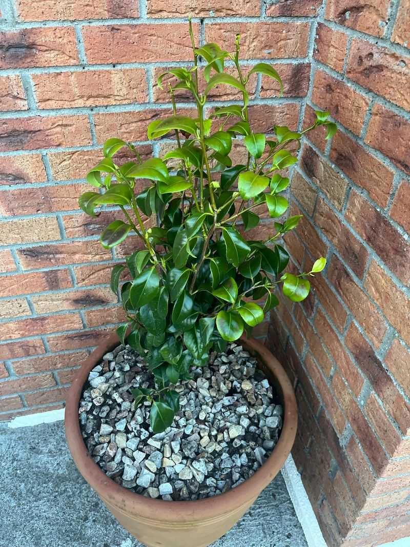 Light Feeding Starts The Next Flower Cycle