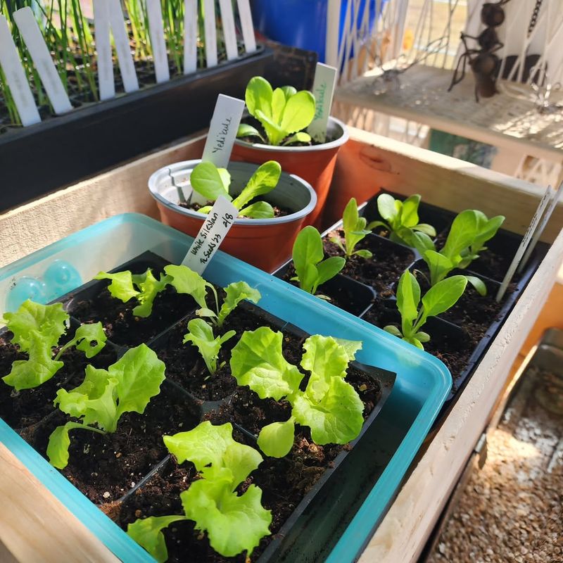 Start Spring Transplants While Timing Is Right