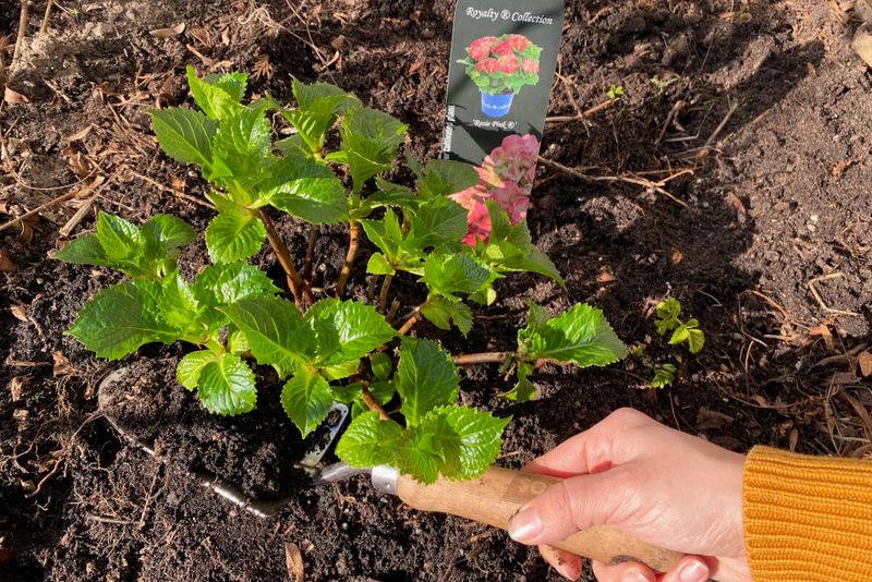 Refresh The Soil With Compost