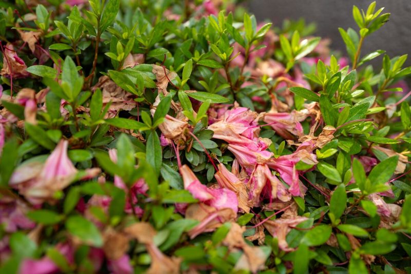 Removing Faded Flowers Helps Keep Plants Looking Tidy