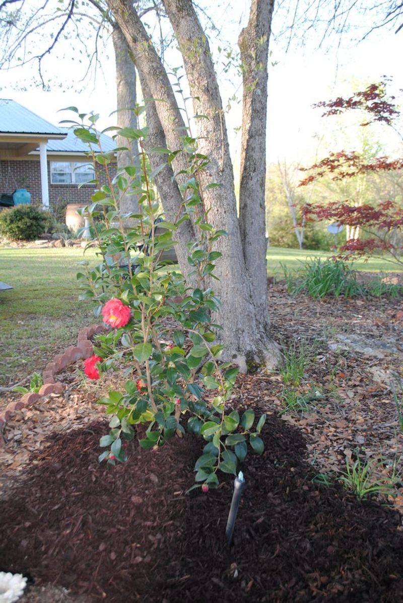 Apply Fresh Mulch Around The Roots