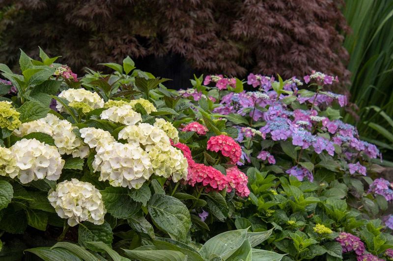 Know Your Hydrangea Type Before You Touch Anything