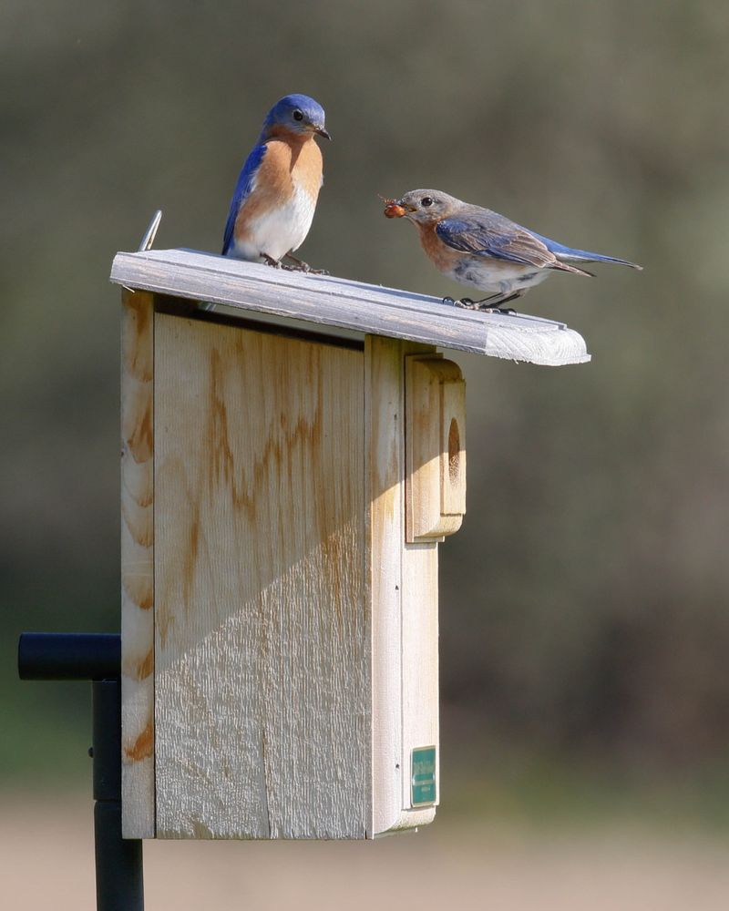 Safe Nesting Conditions Keep Bluebirds Coming Back