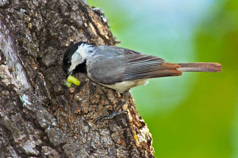 Insects Provide Essential Food For Growing Chicks