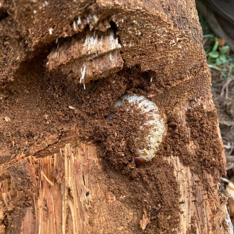 Removing Downed Wood And Rotting Logs