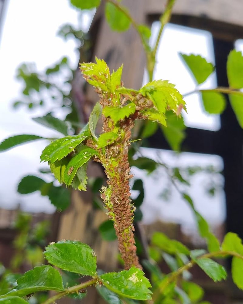 Watch For Common Rose Problems