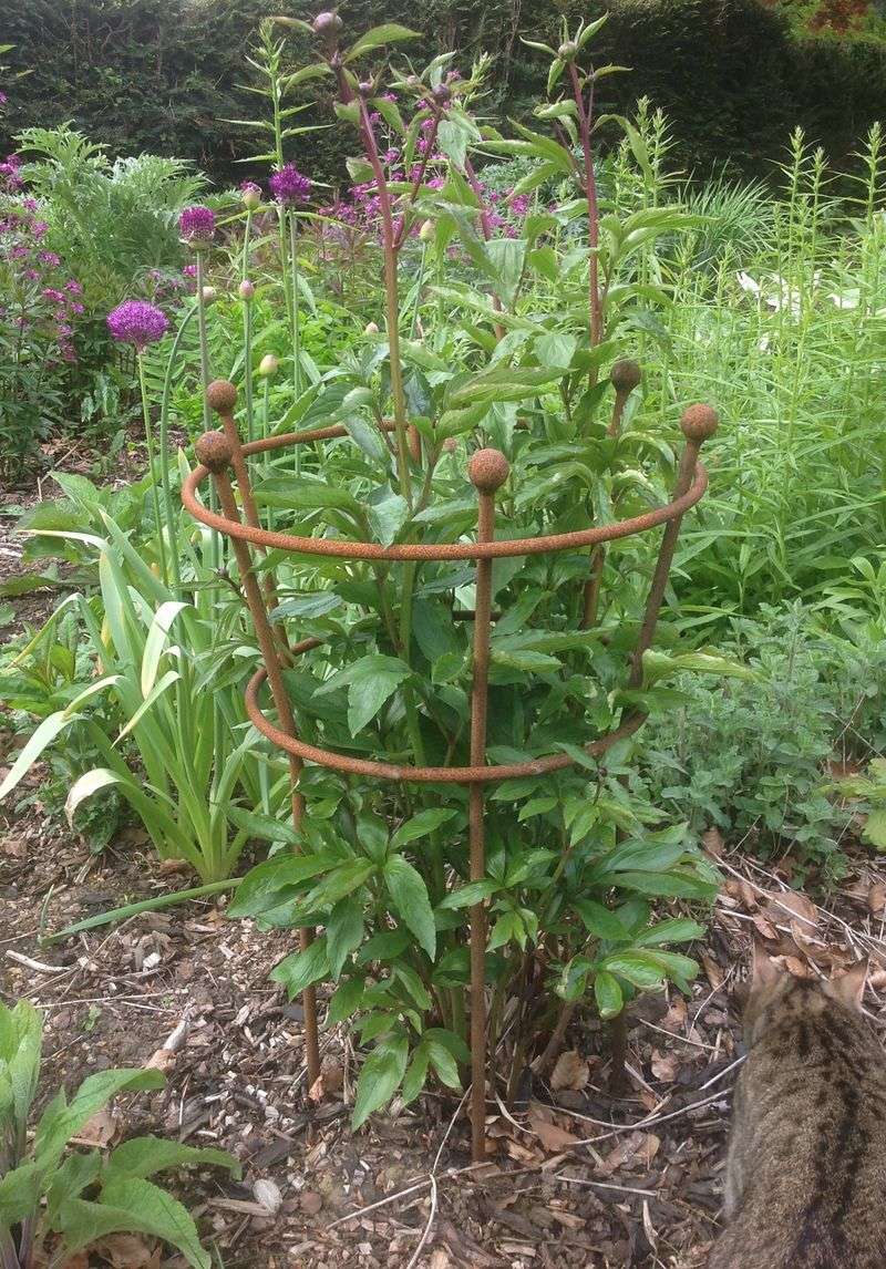 Install Stem Supports Before Growth Takes Off