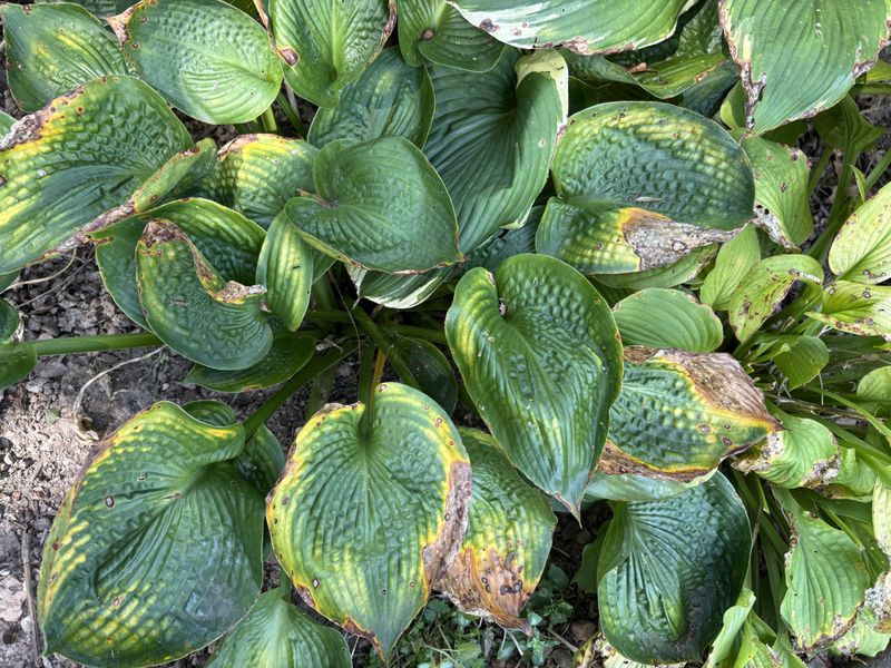 Check Crowns For Frost Heaving And Rot