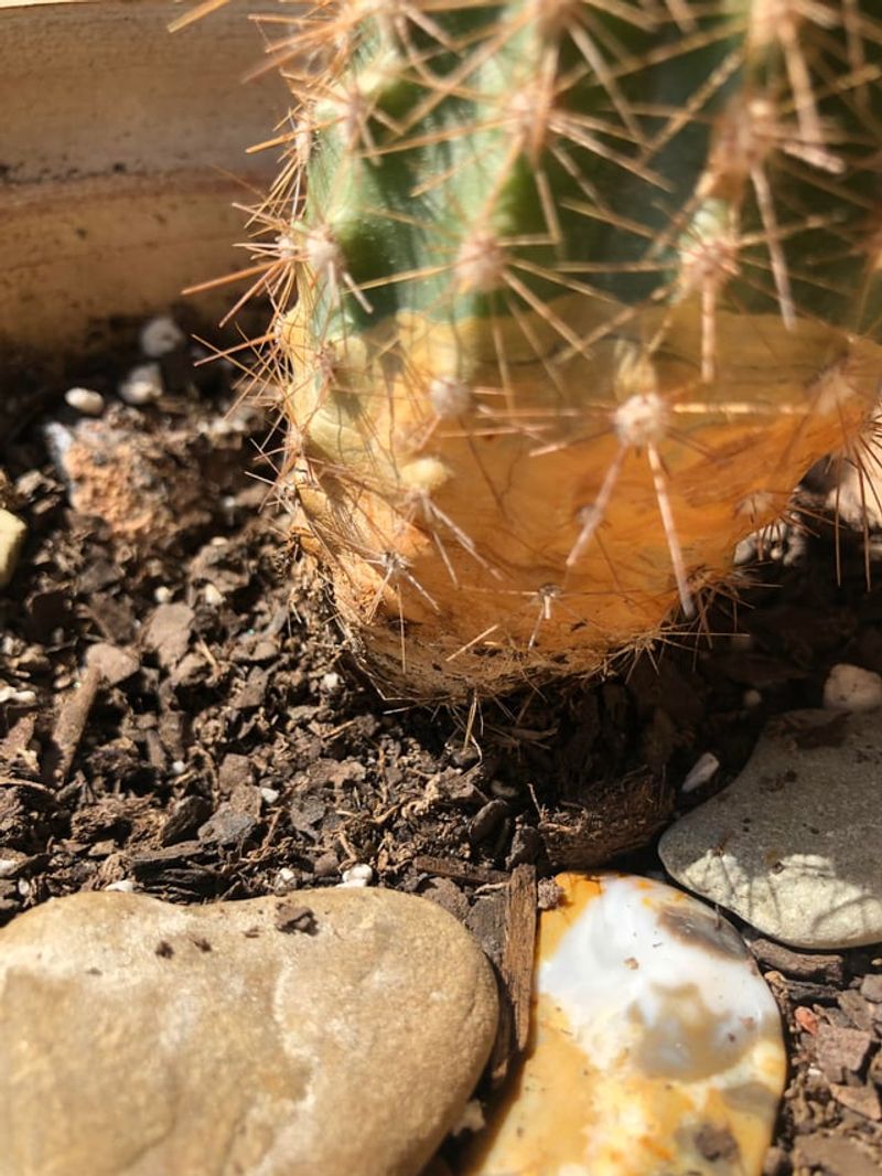 Inspect For Pests Like Scale Or Mealybugs